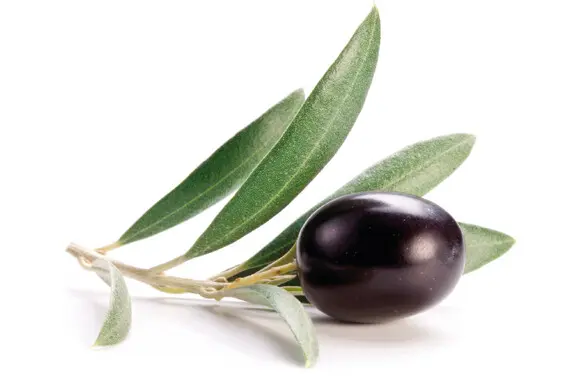Black olive with green olive leaves on white background next to the text "Decoding Food Properties: Thermoanalytical and Rheological Insights